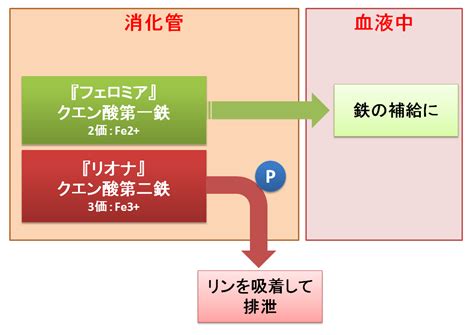 貧血にリオナを使う理由 リオナとフェロミアの違い